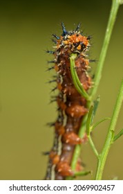 Closeup of a Common Buckeye butterfly caterpillar eating its host plant, the False Foxglove