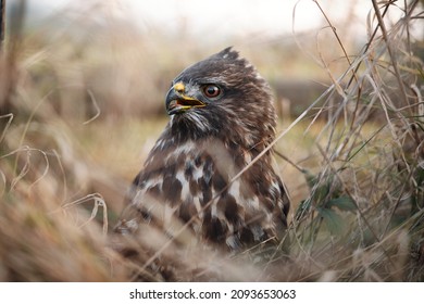 Closeup Of Common Buzzard (Buteo Buteo) With Tongue Out Sitting On The Ground In Tall Grass. Injured Dying Raptor Rescue. Reflection In The Eye Of A Bird Of Prey Under A Tree Stand.