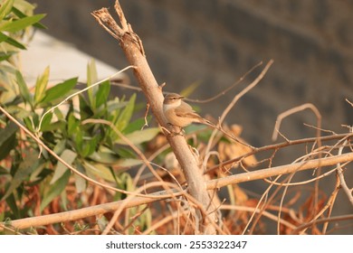 Closeup of a Common chiffchaff, Phylloscopus collybita bird. - Powered by Shutterstock