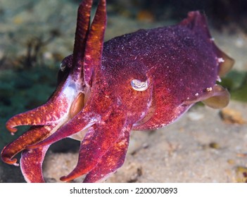 Closeup Of A Common Cuttlefish (Sepia Vermiculata) Warning Intruder To Stay Away With Its Two Lifted Tentacles