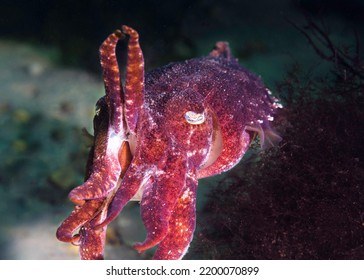 Closeup Of A Common Cuttlefish (Sepia Vermiculata) Warning Intruder To Stay Away With Its Two Lifted Tentacles