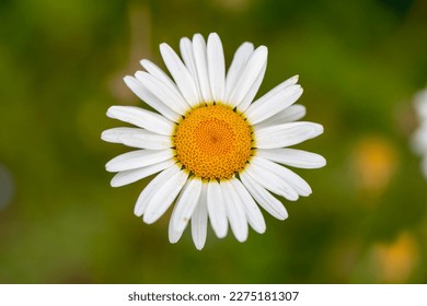 Close-up of common daisy, turkish name "papatya" - Powered by Shutterstock