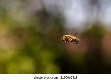 A close-up of a common drone fly or eristalis tenax hovering mid air in front of a green bush. The cosmopolitan hover fly insect looks like a bee and in some countries is refered to as the blind bee.