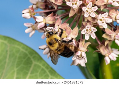 Closeup of common Eastern Bumble Bee on swamp milkweed wildflower. Insect and nature conservation, habitat preservation, and backyard flower garden concept.