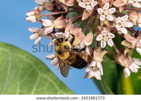Closeup of common Eastern Bumble Bee on swamp milkweed wildflower. Insect and nature conservation, habitat preservation, and backyard flower garden concept.