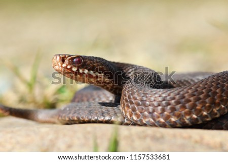 Similar – Image, Stock Photo brown Vipera berus close up