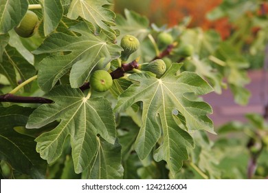 Closeup of common fig tree with fruits and foliage (Ficus carica, Mulberry). Green leaves are lobed and the figs not ripe. Fruit is native to Middle East or Asia, as dessert sweet and juicy or dried