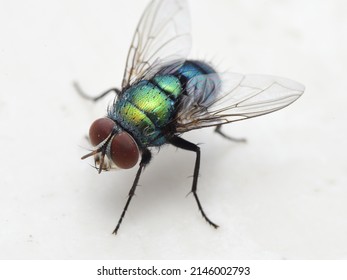 Closeup of a common green bottle fly - Powered by Shutterstock