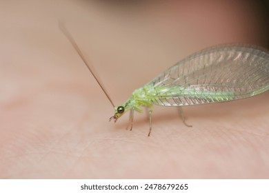 Closeup of a common green lacewing, Chrysoperla carnea, sitting on human skin - Powered by Shutterstock