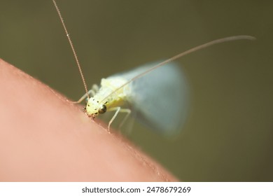 Closeup of a common green lacewing, Chrysoperla carnea, sitting on human skin - Powered by Shutterstock