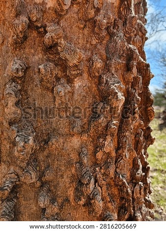 Closeup of Common Hackberry Bark