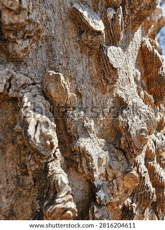 Close-up of the Common Hackberry Tree Bark