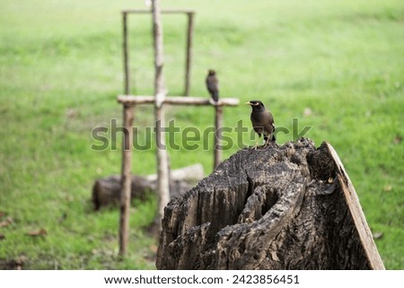 Closeup common hill myna bird stand on cut tree trunk in Chatuchak park, Bangkok, Thailand..