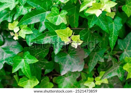 Closeup of common ivy, Hedera helix. A green leaves wall covered the forest. Dark green pattern with fresh green lush foliage natural backdrop. Ivy leaves, creeper climbing on a vertical wall.