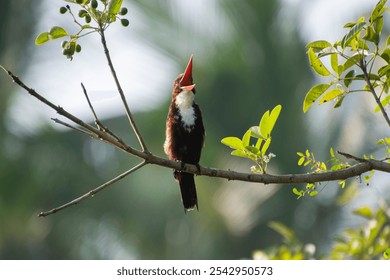 A closeup of common kingfisher perching on tree branch and looking up with open beak - Powered by Shutterstock