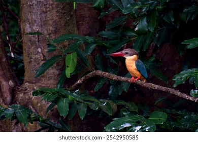 A closeup of common kingfisher perching on tree branch - Powered by Shutterstock