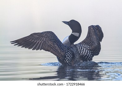 Closeup of a Common Loon (Gavia immer) breaching the water to stretch and dry its feathers on a foggy morning in Ontario, Canada
