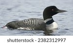 Closeup of A Common Loon in Water with Bokeh Background