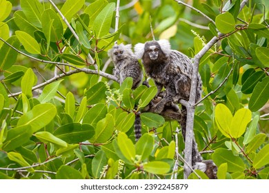Close-up of Common marmoset mother with cubs perched in a green leaved tree facing to camera, Paraty