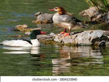 A closeup of a Common Merganser duck couple resting by some rocks in a green water pond.