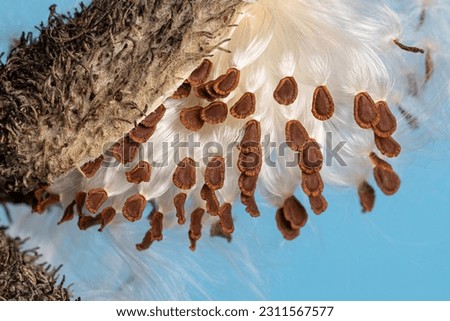 Closeup of common milkweed seedpod and seeds. Wildflower garden, conservation, and nature concept