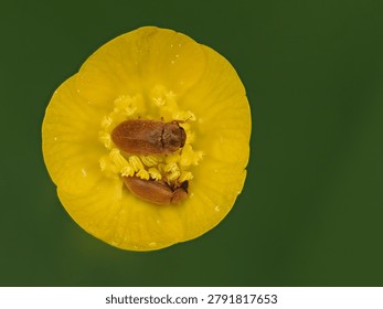 Close-up of a common raspberry beetle showing its detailed hairy shell, a notorious pest of raspberry crops.