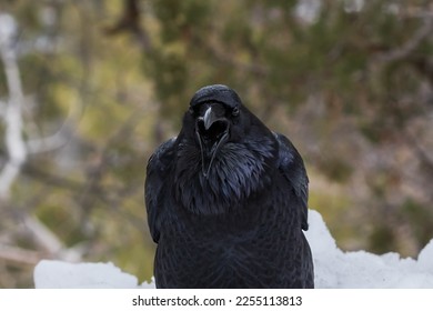  Closeup of Common Raven (Genus Corvus) looking at camera, mouth open; Grand Canyon National Park. Snow and forest visible in background. 
 - Shutterstock ID 2255113813