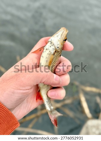 Close-up of common roach (Rutilus rutilus) held in a human hand, showing black spot disease caused by parasitic trematodes on the fish skin. Detailed scales, orange fins, and natural texture visible. Captured outdoors near freshwater with soft blurred background, illustrating fish health, parasites, ecology, and recreational fishing.