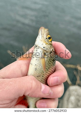 Close-up of common roach (Rutilus rutilus) held in a human hand, showing black spot disease caused by parasitic trematodes on the fish skin. Detailed scales, orange fins, and natural texture visible. Captured outdoors near freshwater with soft blurred background, illustrating fish health, parasites, ecology, and recreational fishing.
