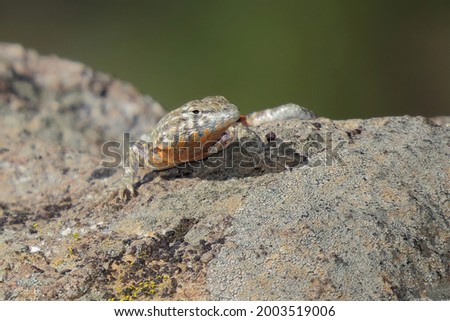 Closeup of a Common Side-blotched Lizard