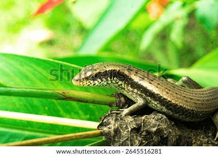 Close-up of a common skink (lizard) basking on a rock surrounded by vibrant green tropical foliage. The reptile’s scales are clearly visible under natural sunlight. Ideal for nature, wildlife, or biol