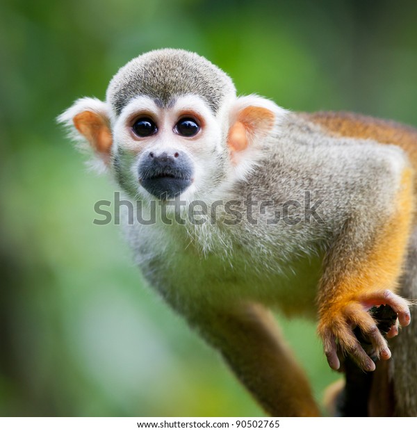 Closeup Common Squirrel Monkey Saimiri Sciureus Stock Photo (Edit Now) 90502765