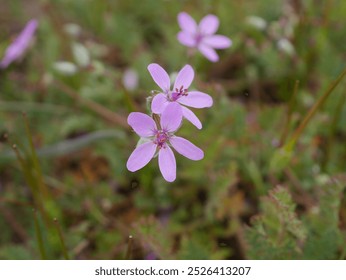 Closeup of common stork's-bill flower in early spring