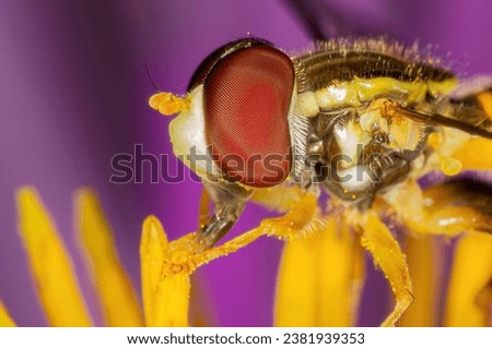 Close-up of a common syrphid fly, Toxomerus geminatus, feeding on nectar in Montreal, Quebec. Detail showcases compound eyes, maxillae, colorful petals of an aster, and insect's delicate legs.