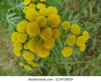 Close-up Of A Common Tansy Plant