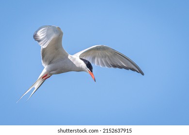 A closeup of a Common tern flying in the air