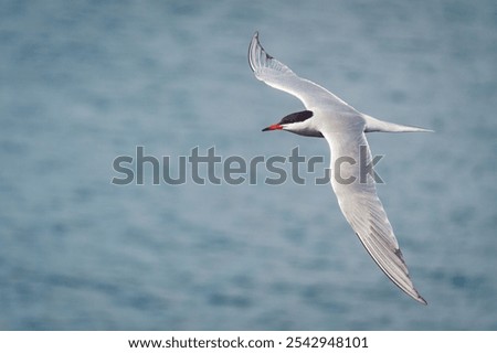 A closeup of a Common Tern flying over the ocean, a seabird portrait