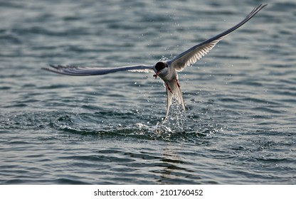 A Closeup Of A Common Tern With A Newly Caught Aquatic Insect In Its Beak Above The Water Surface In Svalbard, Norway