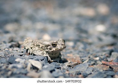 Closeup of a common toad (bufo bufo)