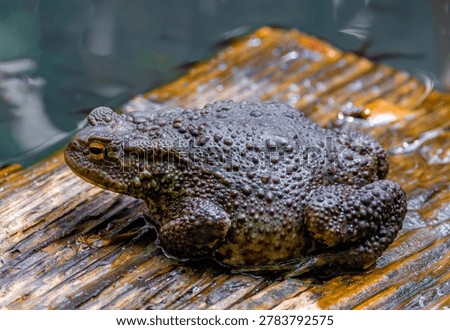Close-up of a common toad (Bufo bufo) sitting on a plank