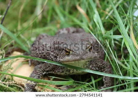 Close-up of a common toad (Bufo bufo) sitting in the green grass, looking into the camera.