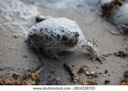 Close-up of a common toad Bufo bufo walking on wet sand with natural river foam.