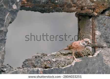 Close-up of a common tree sparrow bird chirping on top of a wall against a blurry green background.