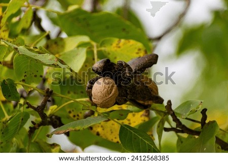 A closeup of a common walnut on the green tree branch