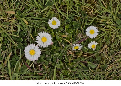  Closeup Of Common White And Yellow Daisy Flowers In Green Grass, Overhead View - Bellis Perennis 