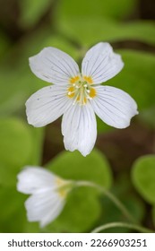 Close-up of common wood sorrel plant (Oxalis acetosella) with white flowers in sunny forest - Shutterstock ID 2266903251