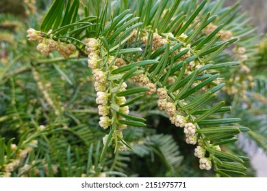 Closeup Common Yew, English Yew, Or European Yew.