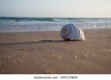 close-up of conchshell in the sand of the beach and in the background the sea