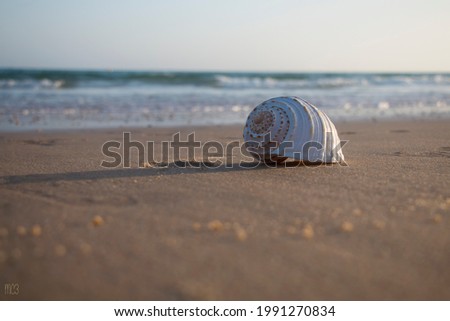 close-up of conchshell in the sand of the beach and in the background the sea