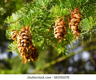 Closeup of the cones on the tree on a sunny day.